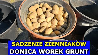 Sadzenie Ziemniaków na RÓŻNE SPOSOBY Uprawa w Doniczkach w Workach w Gruncie Jak Sadzić Ziemniaki [upl. by Suh]