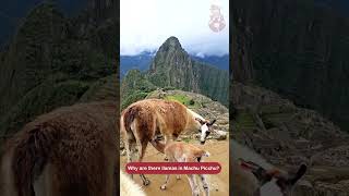 Llamas in Machu Picchu [upl. by Aiyram877]