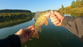 Ma meilleure journée de pêche de la perche sur létang de beine 89 [upl. by Ahsinrats]