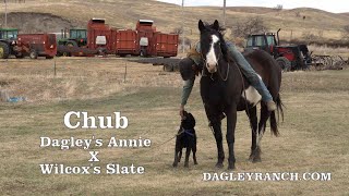 Chub  8 Month Old Hangin Tree Cowdog [upl. by Sldney]