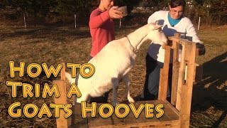 How to Trim Goats Hooves  Basic Goat stuff 101 [upl. by Burris]