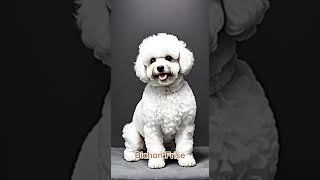 Bichon Frise [upl. by Tilagram]