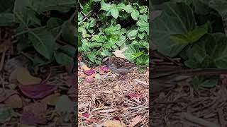 Whitethroated Sparrow nature birds Sparrow [upl. by Il]