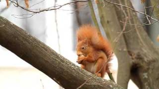 Sehr niedlich Eichhörnchen knackt eine Walnuss und isst sie ein anderes putzt sich Red Squirrel [upl. by Lucina561]