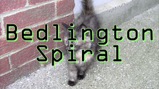 How to Bedlington Spiral [upl. by Damalus]