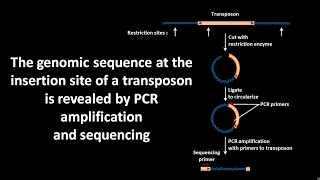 Genomic sequence at the insertion site of a transposon is revealed by PCR amplification amp sequencing [upl. by Kila608]