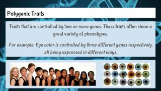 Polygenic Traits [upl. by Yatnuhs116]