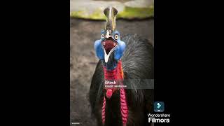 CASSOWARY BIRD drsksinghchanneljaishree1255 [upl. by Airtap177]