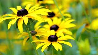 Gelber Sonnenhut Rudbeckia [upl. by Nosretep]