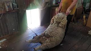 The Shearers Post Shearing Super Fine Wool Merino Wooly Wethers at Millthorpe NSW Shears Clippers [upl. by Noiraa]