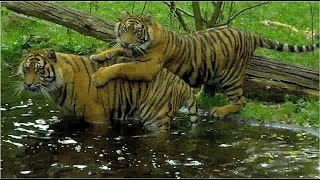 Sumatra Tigers  Berani Frankfurt Zoo  Dhjala Champrépus Normandie [upl. by Netsrik284]