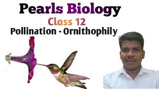 Class 12 Pollination Ornithophily [upl. by Rheims]