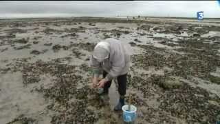 La pêche à pied sur le littoral charentais à lheure des grandes marées [upl. by Atnauq]