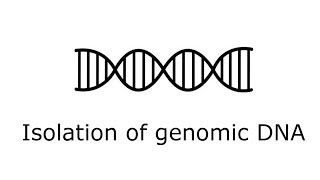 Isolation of yeast genomic DNA [upl. by Suiram]