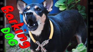 How Dog Reacts When Seeing Stranger 31  Running Barking  Viral Dog [upl. by Behlau]