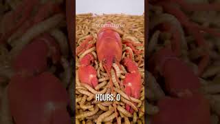 10 000 Mealworms vs CRAYFISH [upl. by Longley]