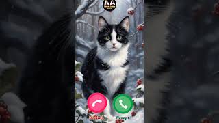 Calling Black white Cat 🐈 Meow meow meow arhamaarishquotes ytshorts cat cute shorts [upl. by Yssim]