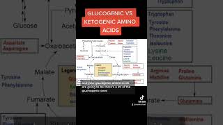 Glucogenic vs Ketogenic Amino Acids MCAT [upl. by Elyag508]