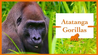 Western Lowland Gorilla in the Wild Gabon Loango National Park [upl. by Fernanda]