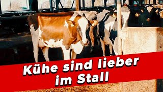 Kühe und ihre innere Uhr – Interessantes Verhalten im Stall  My KuhTube Film 927 [upl. by Enier567]