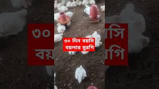 ৩০ বয়সি বয়লার মুরগিpoultry chicken chickenfarming [upl. by Leonie991]