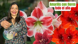 ¿Tus amarilis no florecen Secreto jardinero revelado amarilis [upl. by Oalsinatse]