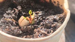 Tea plant time lapse  first 2 months [upl. by Taddeusz358]