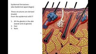 integumentary system part 2 [upl. by Intyrb]