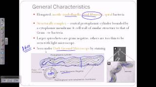 Spirochete introductiion [upl. by Eniffit41]