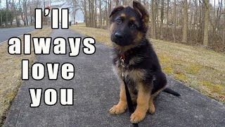 German Shepherd Puppy  Watch this before getting one [upl. by Halivah]