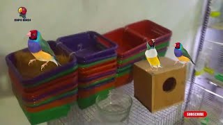 BREEDING PROGRESS  8  Gouldian Finches Eggs  Eggs Fostering  EXPO BIRDS [upl. by Berky]