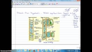 Ch9B Phloem Loading Unloading PressureFlow Hypothesis [upl. by Aym]