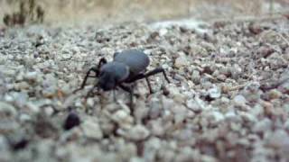 Anzaborrego Desert  A black beetle [upl. by Araf137]