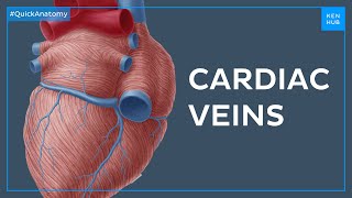 The greater cardiac venous system  Quick Anatomy  Kenhub [upl. by Madid456]