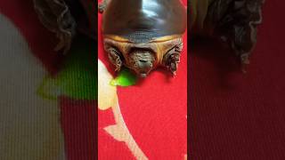 Pache pachE😂tortotrends ownviral turtle [upl. by Callan653]