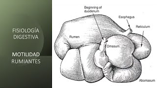 Fisiología digestiva Motilidad rumiantes [upl. by Leksehcey]