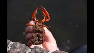 European City of Science Leiden 2022 Aaf Verkade snorkelt en verteld wwwleidseglibbernl [upl. by Tyler]