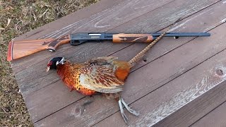 Remington 870 Wingmaster Classic vsWild Pheasant [upl. by Yendahc]