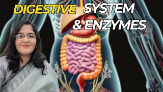 Digestive System and Enzymes  Human Physiology Part1 [upl. by Newby]