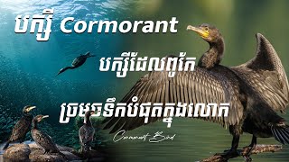 🐦🌊 Exploring the Remarkable Features of the Cormorant Bird 🌊🐦 បក្សីពូកែខាងច្រមុជទឹកខ្លាំង នៅលើលោក [upl. by Blandina490]