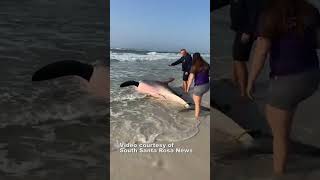 Dead 13foot great white shark washes up on Florida Beach [upl. by Neral]