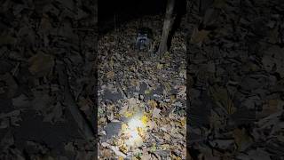 Trapline day 7 outdoors trapping trap [upl. by Munniks]