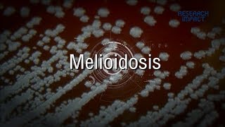 Melioidosis  Research Impact [upl. by Ahseikram926]