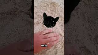 he was playing on the beach until this cat appeared 😂 [upl. by Adiel]