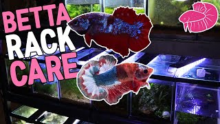 Separating Betta Fry Fish Breeding Rack Maintenance [upl. by Urina]