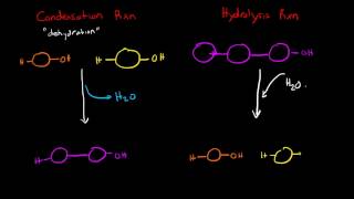 Condensation and Hydrolysis Reactions [upl. by Yemaj79]