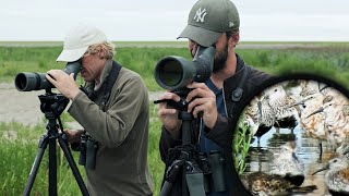 Tienduizenden steltlopers langs de Friese Waddenkust [upl. by Lellih550]