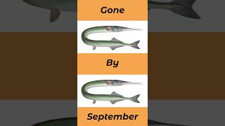 When To Catch Garfish In The UK Seasons seafishinguk [upl. by Westbrooke]