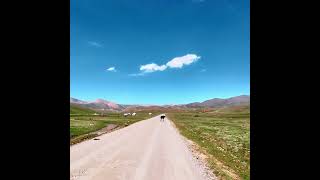 Sheep on SongKöl Lake shore animals travel nature mountains lake driving offroad summer [upl. by Ahsinroc364]