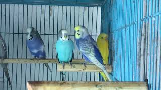 exhibition budgies parrot colony Breeding [upl. by Nived]